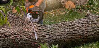 Best Hazardous Tree Removal  in Fort Defiance, AZ