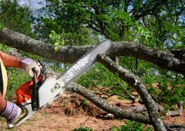 Best Commercial Tree Services  in Fort Defiance, AZ