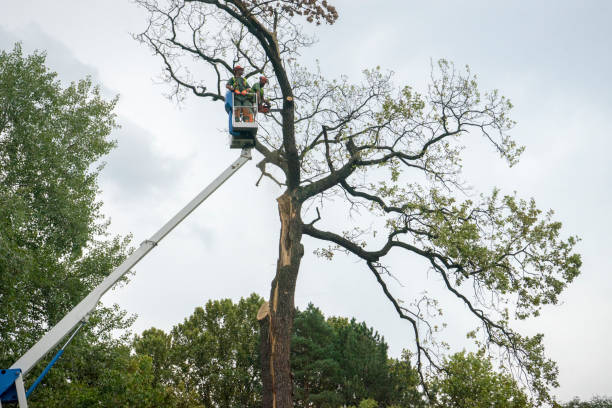 Best Fruit Tree Pruning  in Fort Defiance, AZ