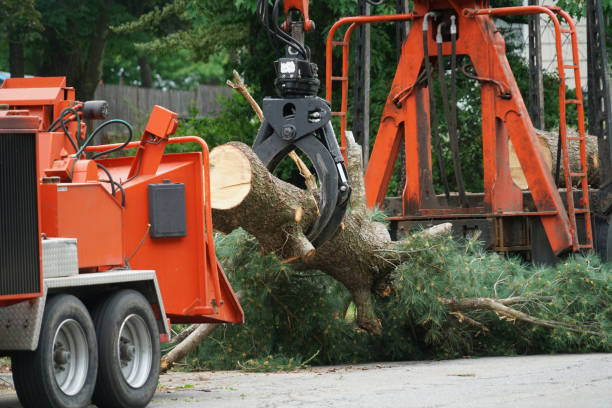 Best Tree Removal  in Fort Defiance, AZ