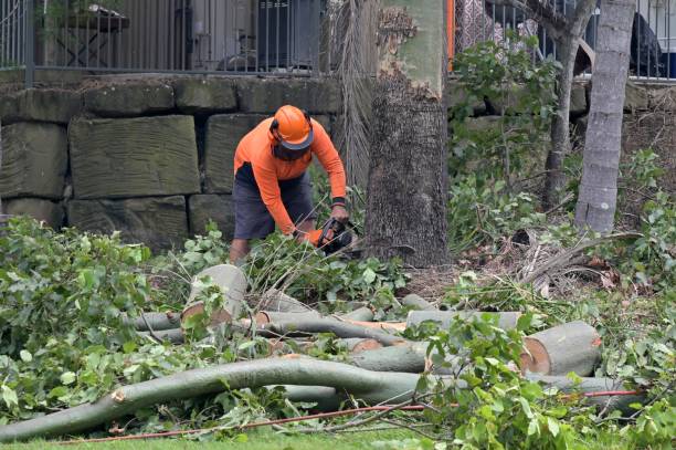 Why Choose Our Tree Removal Services in Fort Defiance, AZ?