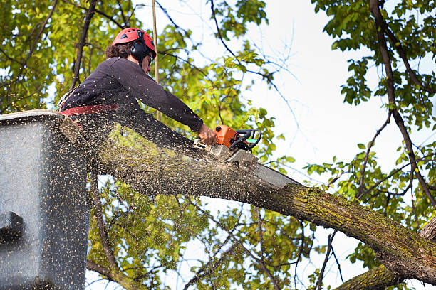 Professional  Tree Services in Fort Defiance, AZ